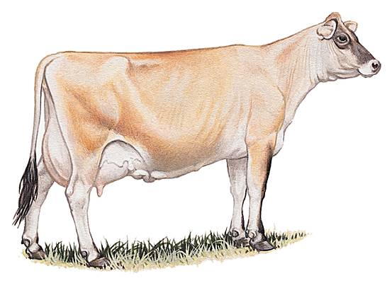 Vache de la race jersiaise