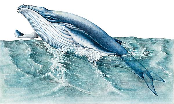 Baleine Larousse