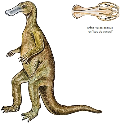 Reconstitution d'un hadrosaure