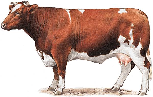 Vache de la race Maine-Anjou
