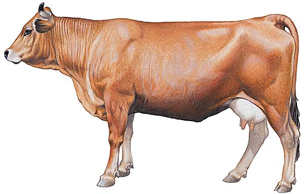 Vache de la race de la Tarentaise