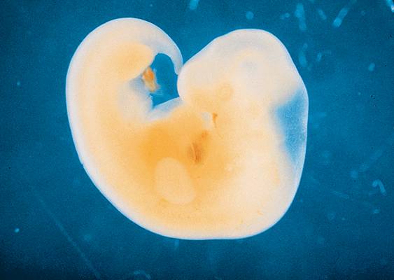 Embryon de cinq semaines