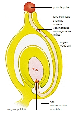 ovule de plante