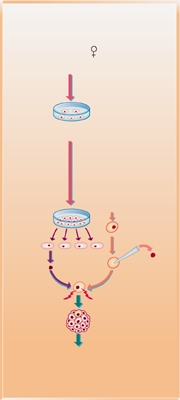 Clonage par transfert de noyau de cellules différenciées d'adulte