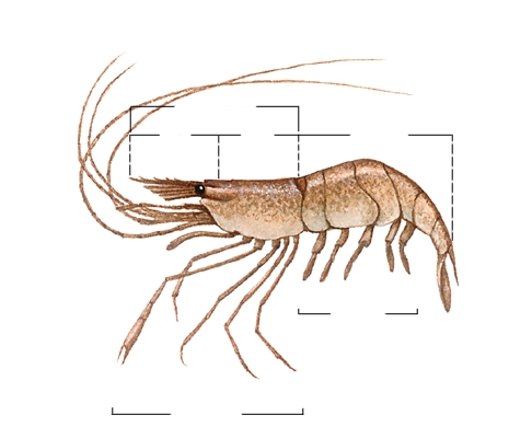 Morphologie d'une crevette