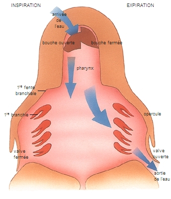 Système respiratoire : définition 