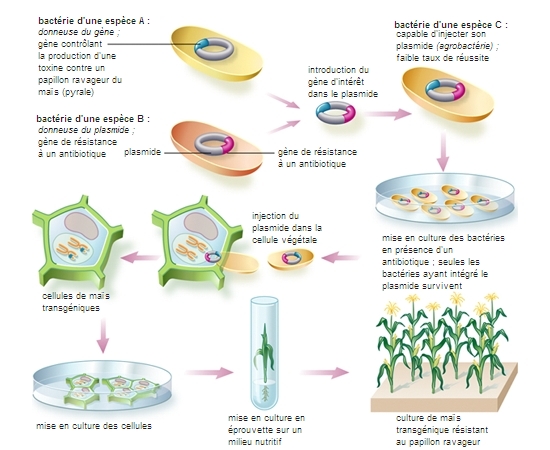 OGM LAROUSSE