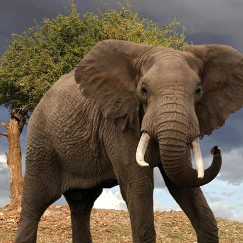 Barrissement d'éléphant