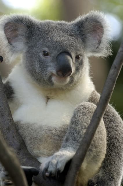 Peluche Koala Kaola 50cm