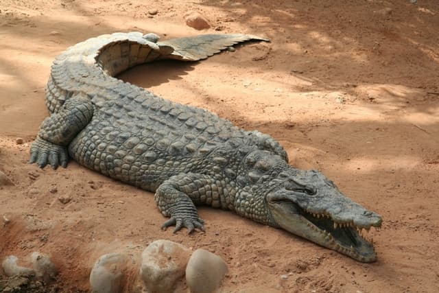 crocodile - LAROUSSE