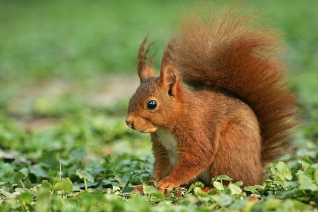 écureuil roux - LAROUSSE