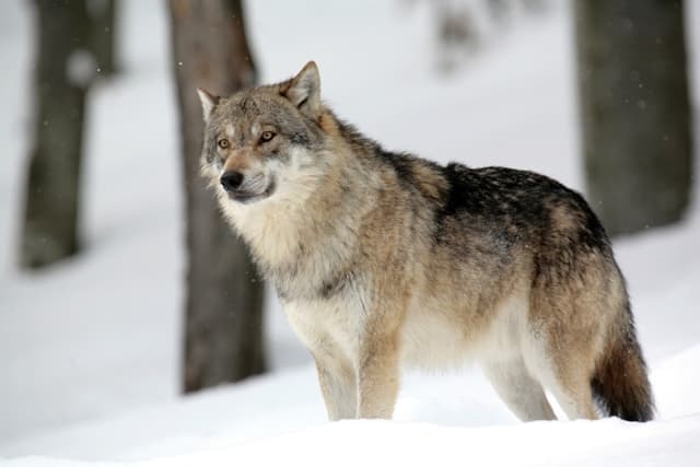 Un loup aurait été photographié dans le nord de la France, une