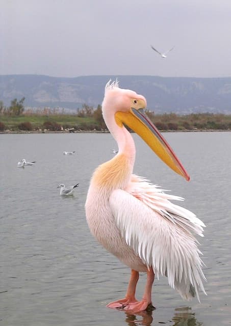 Pelican Larousse