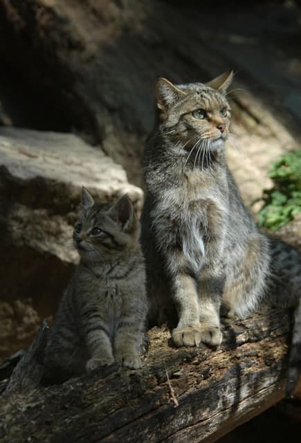 Chat sauvage, ce félin méconnu de nos forêts