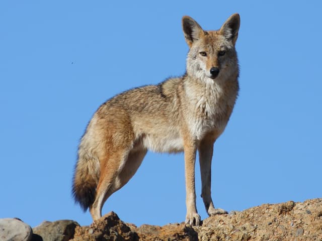 coyote pronunciation
