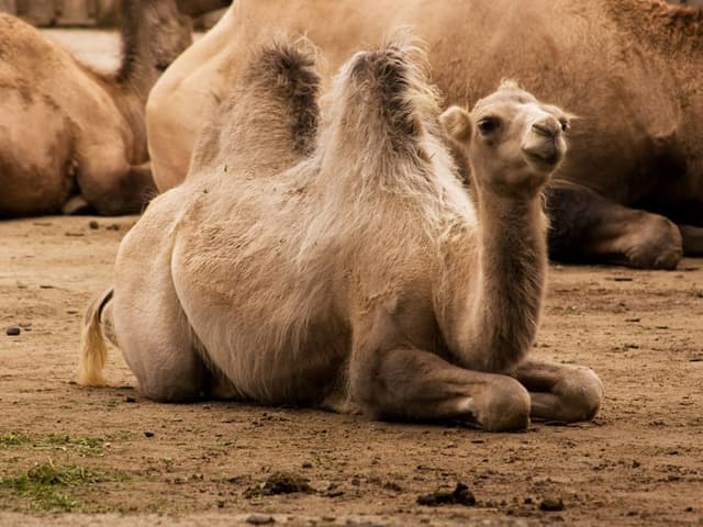 Graisse de bosse de chameau - Nombreux bienfaits