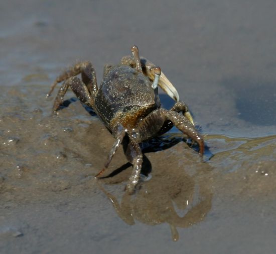 crabe violoniste - LAROUSSE