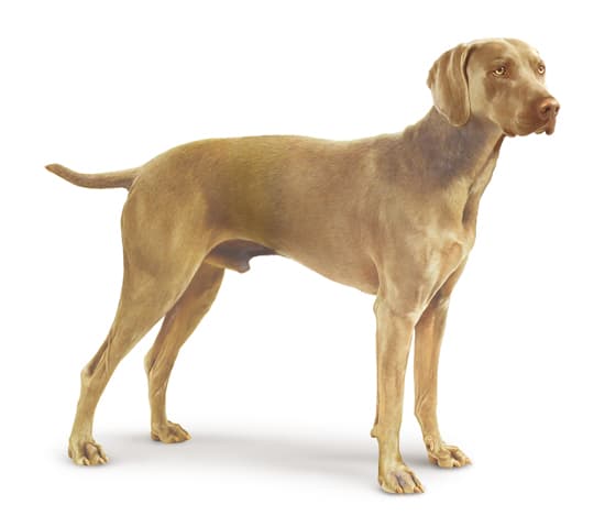 Braque de Weimar Braque de Weimar