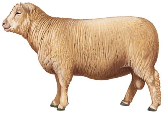 Mouton (bélier de la race Southdown)