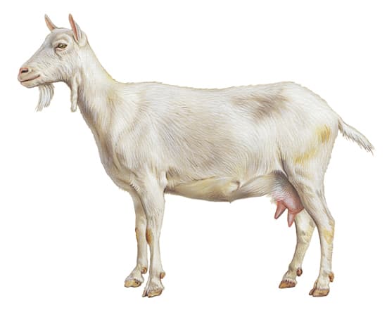 Chèvre saanen ou saanen Chèvre saanen ou saanen