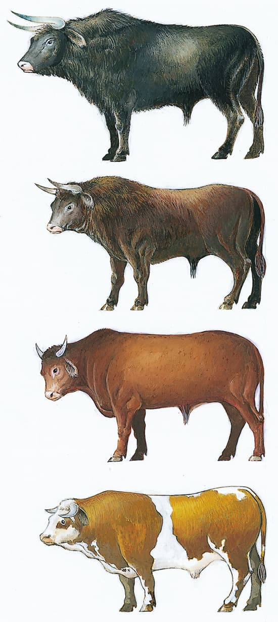 De l'aurochs au bœuf domestique