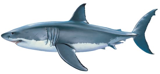 Requin Larousse