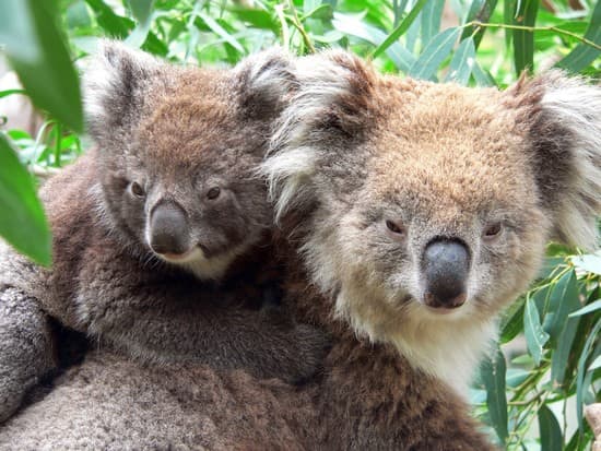 Mère Koala et son petit