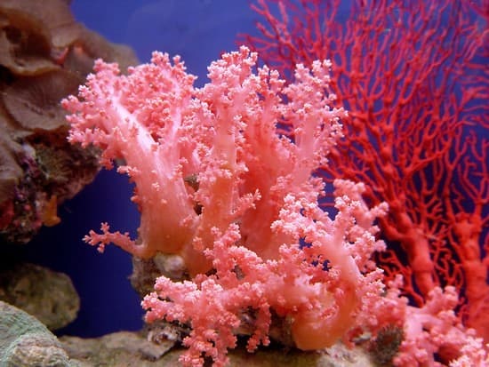 Corail