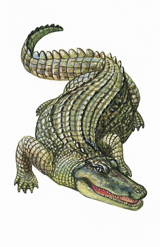 L'histoire des origines des crocodiles : comment la lenteur et la  régularité ont gagné la course