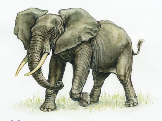 éléphant latin elephantus du grec elephas -antos - LAROUSSE