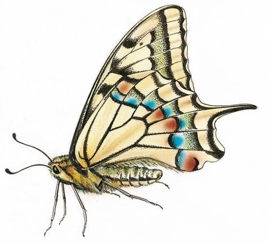 Machaon mâle