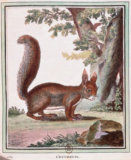Buffon, <i>Collection des animaux quadrupèdes</i> : l'écureuil