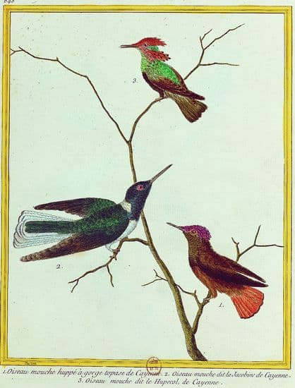 Buffon, <i>Histoire naturelle</i> : les oiseaux mouches