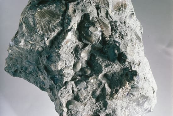 Fossiles dans un nodule calcaire – Média LAROUSSE