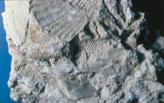 Calcaire avec fossiles