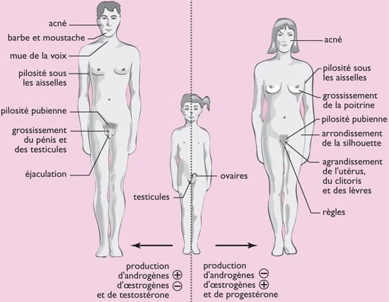 caract re sexuel LAROUSSE