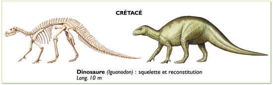 iguanodon, dinosaure du crétacé iguanodon, dinosaure du crétacé