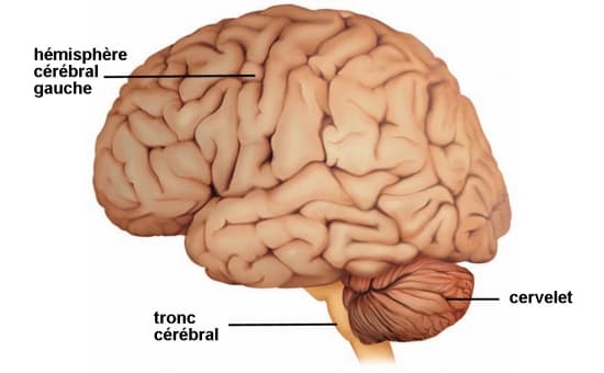 3 Anatomie du cortex. Le cortex cérébral présente 4 lobes