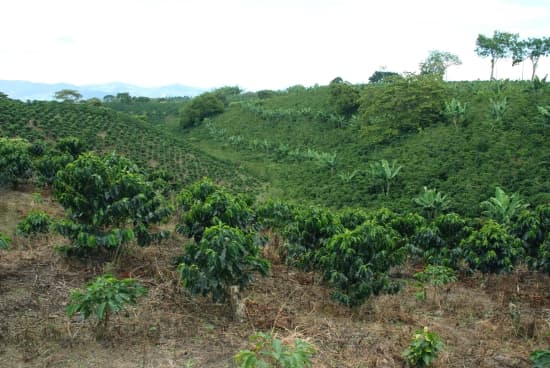 Plantation de caféiers