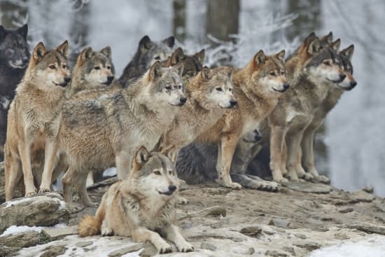 Quels sont les différents types de loups ?