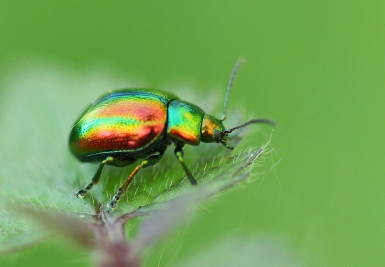 L'iridescence des coléoptères les aide à se camoufler sous les yeux de  leurs prédateurs