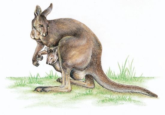 Poche du kangourou