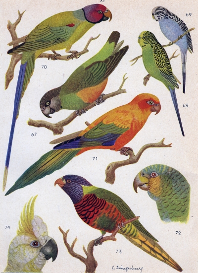 Différentes espèces de perroquet