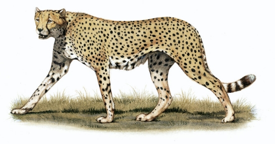 Guépard, Tête à Gauche, Important Design, 2023