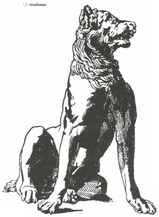 Un molosse. Un molosse.