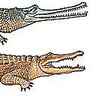 Crocodiliens