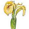 Iris, plante