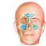 Sinus de la face