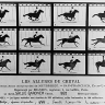 Edward Muybridge, les Allures du cheval