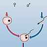 Clonage par scission d'embryon